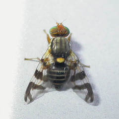 Rhagoletis cingulata