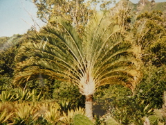 Image of Dypsis decaryi
