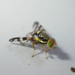 Rhagoletis cingulata