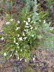 Lachnaea grandiflora