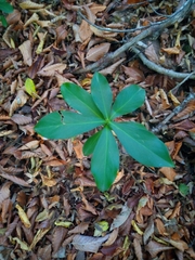 Daphne pontica