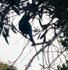 Nectarinia famosa