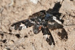 Exoprosopa dorcadion