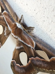 Rothschildia arethusa