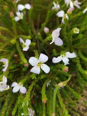 Lachnaea grandiflora
