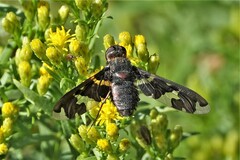 Exoprosopa dorcadion