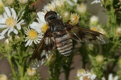 Exoprosopa pueblensis