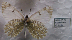 Euchloe creusa