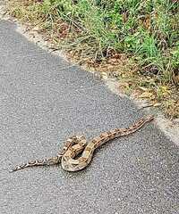 Boa constrictor