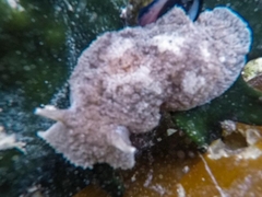 Pleurobranchaea bubala