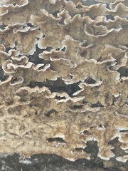 Stereum gausapatum
