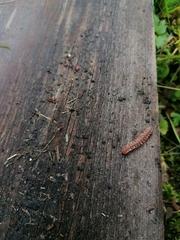 Polydesmus complanatus