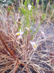 Cyanella hyacinthoides