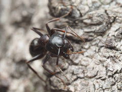 Camponotus caryae
