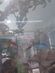 Correlophus ciliatus