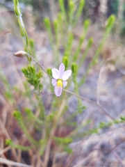 Cyanella hyacinthoides