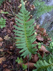 Polypodium vulgare
