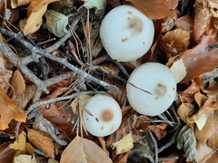Lepiota cristata