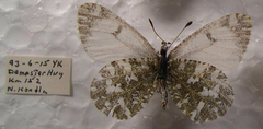 Euchloe creusa