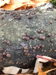 Hypoxylon fragiforme