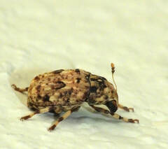 Euparius