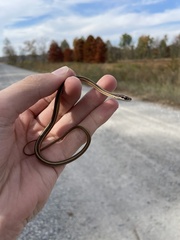 Thamnophis saurita saurita