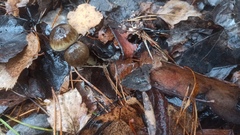 Hygrophorus hypothejus