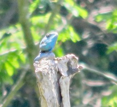 Acanthocercus atricollis