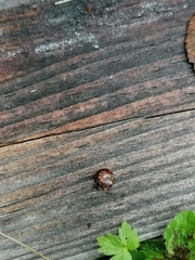 Glomeridae