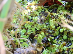 Salvinia
