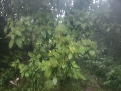 Rhododendron oldhamii