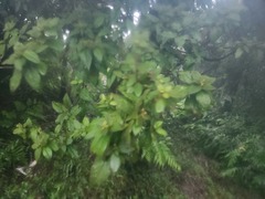 Rhododendron oldhamii