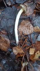 Hygrophorus hypothejus
