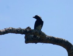 Stactolaema leucotis