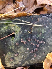 Hypoxylon fragiforme