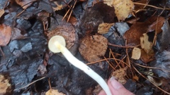 Hygrophorus hypothejus