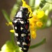 Yellow-marked Buprestid Beetles - Photo (c) Margarethe Brummermann, some rights reserved (CC BY-NC-SA)