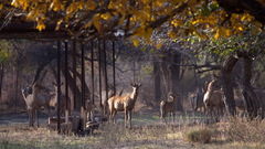 Cervus hanglu