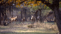 Cervus hanglu