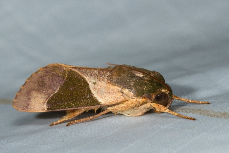 Aiteta trigoniphora