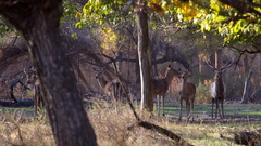 Cervus hanglu