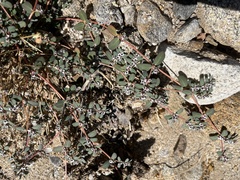 Euphorbia pediculifera