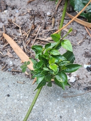Paederia foetida