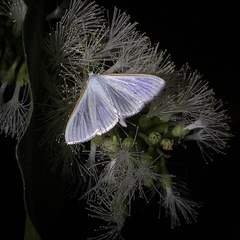 Margaroniini