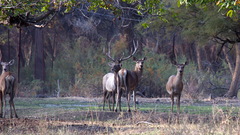 Cervus hanglu