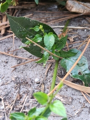 Paederia foetida