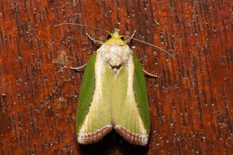 Ariola coelisigna