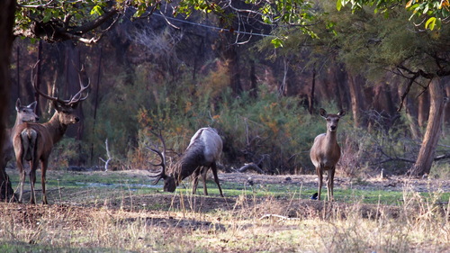Central Asian Red Deer