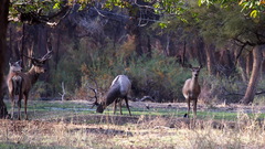 Cervus hanglu