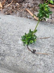 Paederia foetida